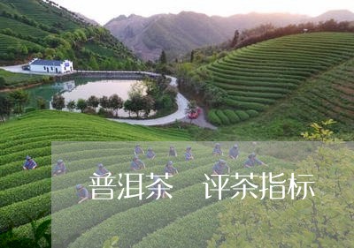 普洱茶 评茶指标/2023041221916